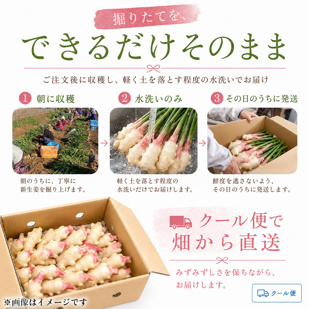æ°çå§ 4kg æ°ŽæŽãã®ã¿ çå§ çå§æ¹¯ ãžã³ãžã£ãŒ ãããã ã·ã§ãŠã¬ 4ãã éè æ¬ å£ç¯éå® äœç
® çé
¢æŒ¬ã ãžã³ãžã£ãŒãšãŒã« ãµã©ã æ°é®® æž©ãŸã 枩掻 å·ã察ç åœç£ é«ç¥ç åäœæž
æ°Žåž éæç¡æãR01774ã