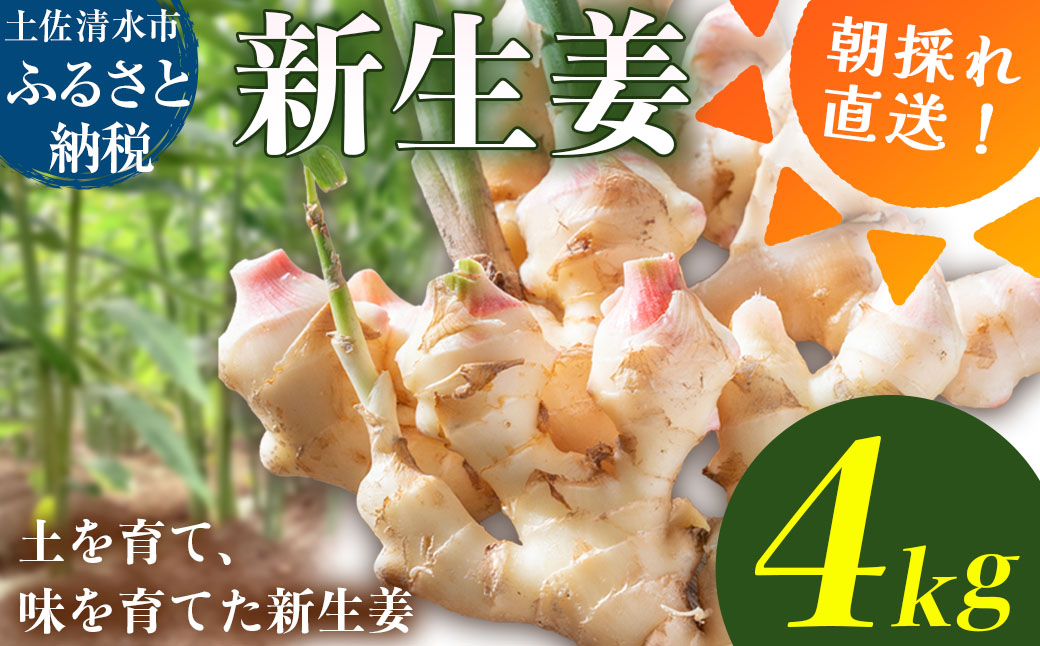 新生姜 4kg 水洗いのみ 生姜 生姜湯 ジンジャー しょうが ショウガ 4キロ 野菜 旬 季節限定 佃煮 甘酢漬け ジンジャーエール サラダ 新鮮 温まる 温活 冷え対策 国産 高知県 土佐清水市 送料無料【R01774】