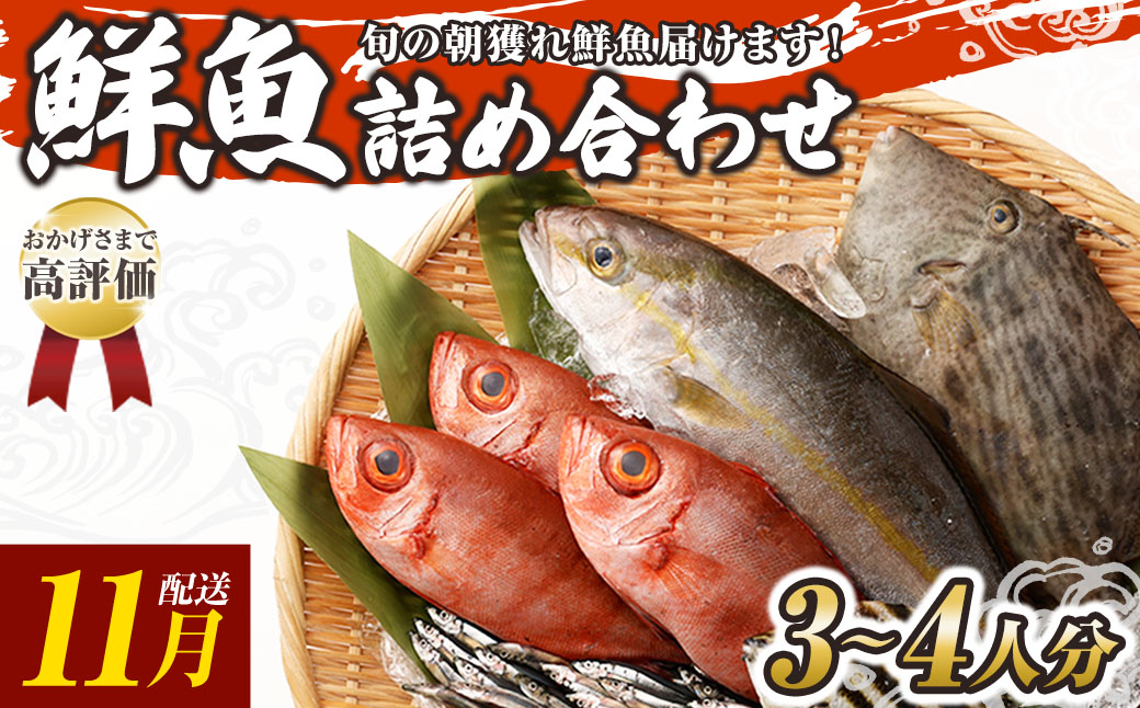 旬の朝獲れ鮮魚詰め合わせ 2026年11月配送※着日指定不可【以布利定置網　漁師直送】朝獲れ 旬 鮮魚 魚介 海鮮 魚 さかな せんぎょ 鮮魚セット 詰め合わせ おまかせ お任せ【S00818-11】