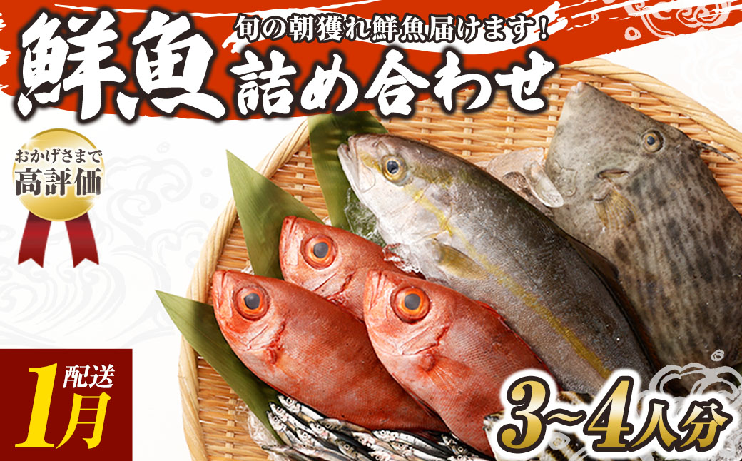 旬の朝獲れ鮮魚詰め合わせ 2026年1月配送【以布利定置網　漁師直送】朝獲れ 旬 鮮魚 魚介 海鮮 魚 さかな せんぎょ 鮮魚セット 詰め合わせ おまかせ お任せ【S00818-1】