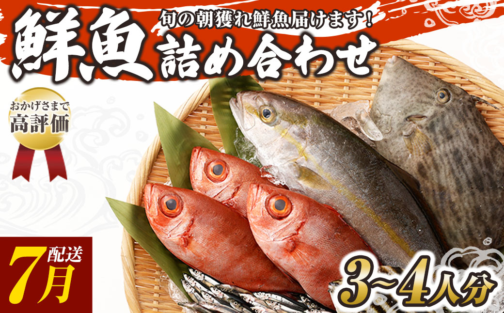 旬の朝獲れ鮮魚詰め合わせ 【2026年7月配送】【以布利定置網　漁師直送】朝獲れ 旬 鮮魚 魚介 海鮮 魚 さかな せんぎょ 鮮魚セット 詰め合わせ おまかせ お任せ【S00818-7】