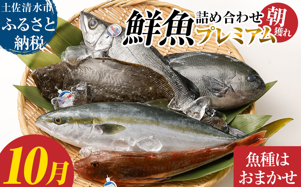 旬の朝獲れ鮮魚詰め合わせ（プレミアム）【2026年10月配送※着日指定不可】【以布利定置網　漁師直送】朝獲れ 旬 鮮魚 魚介 海鮮 魚 さかな せんぎょ 鮮魚セット 詰め合わせ おまかせ お任せ【S00819-10】