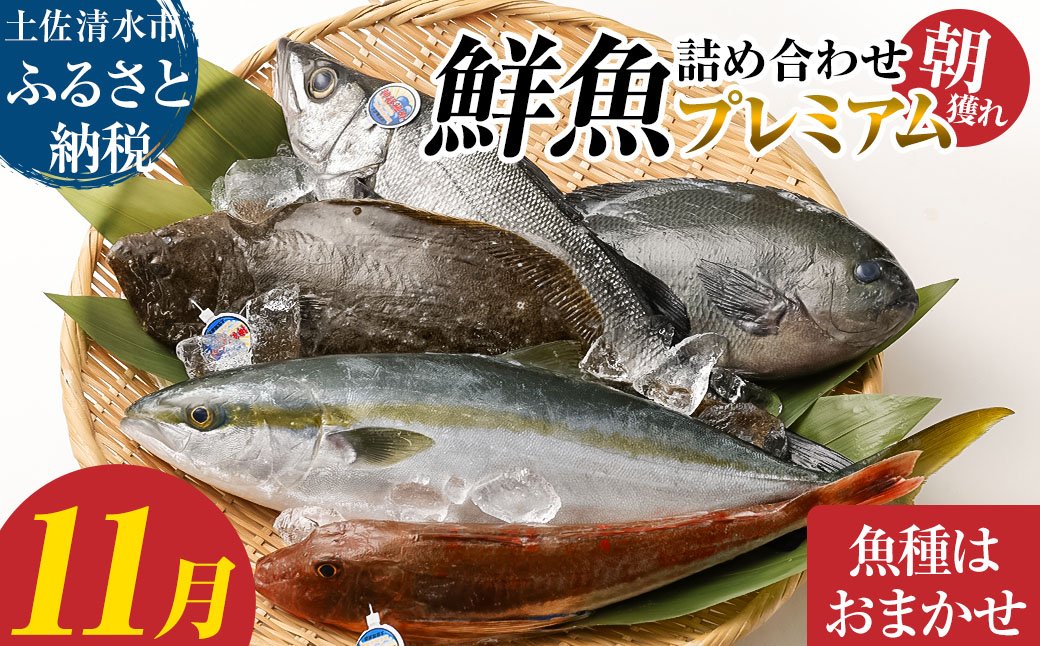 旬の朝獲れ鮮魚詰め合わせ（プレミアム）【2026年11月配送※着日指定不可】【以布利定置網　漁師直送】朝獲れ 旬 鮮魚 魚介 海鮮 魚 さかな せんぎょ 鮮魚セット 詰め合わせ おまかせ お任せ【S00819-11】