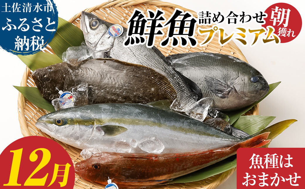 旬の朝獲れ鮮魚詰め合わせ（プレミアム）【2026年12月配送※着日指定不可】【以布利定置網　漁師直送】朝獲れ 旬 鮮魚 魚介 海鮮 魚 さかな せんぎょ 鮮魚セット 詰め合わせ おまかせ お任せ【S00819-12】