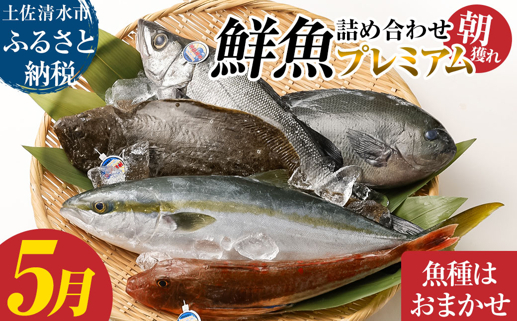 旬の朝獲れ鮮魚詰め合わせ（プレミアム）【2026年5月配送】【以布利定置網　漁師直送】朝獲れ 旬 鮮魚 魚介 海鮮 魚 さかな せんぎょ 鮮魚セット 詰め合わせ おまかせ お任せ【S00819-5】