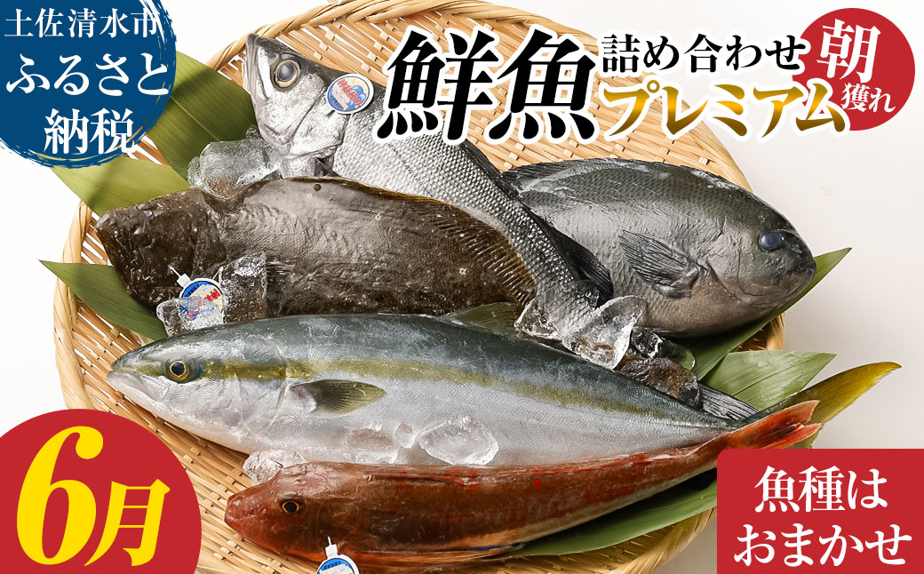 旬の朝獲れ鮮魚詰め合わせ（プレミアム）【2026年6月配送】【以布利定置網　漁師直送】朝獲れ 旬 鮮魚 魚介 海鮮 魚 さかな せんぎょ 鮮魚セット 詰め合わせ おまかせ お任せ【S00819-6】