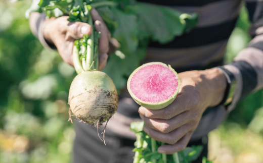 【 2回定期便 早期受付 数量限定 】アグリユウベの冬野菜セット (小) とれたて 新鮮 農家直送 国産 野菜 野菜便 やさい 野菜 冬野菜 産地直送 国産 旬 高知県 四万十市 四万十 しまんと 定期便 【配送月：2027年1月・2月】26-398