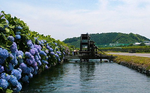 26-958．四万十市おもてなしタクシー③「沈下橋観光コース」1.5時間