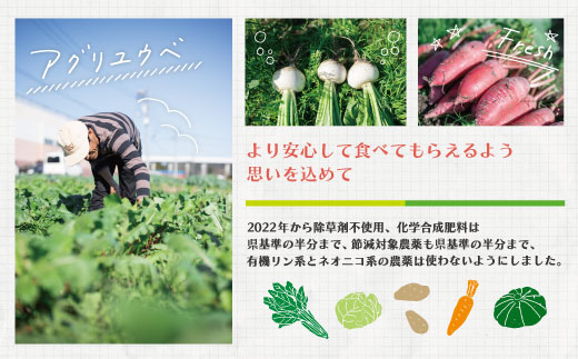 【 2回定期便 早期受付 数量限定 】アグリユウベの冬野菜セット (小) とれたて 新鮮 農家直送 国産 野菜 野菜便 やさい 野菜 冬野菜 産地直送 国産 旬 高知県 四万十市 四万十 しまんと 定期便 【配送月：2027年1月・2月】26-398