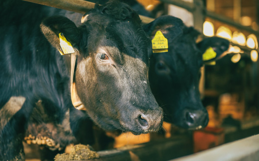 【感謝・期間限定100g付き】＜100個限定＞ 牧場直送 四万十牛（メス牛）こじゃんと贅沢な切り落とし（焼肉用）約500g（400g＋100g）国産 高知 しまんと 四万十 牛 四万十牛 メス牛 牧場直売 肉 牛肉 和牛 黒毛和牛 ご褒美 贅沢 焼肉 バーベキュー BBQ 牛モモ 牛バラ 切り落とし【2026年3月31日まで受付】26-530Z