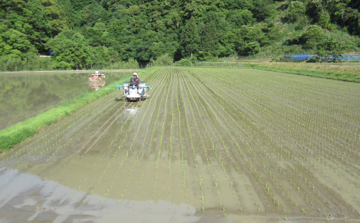 【令和7年産 数量限定】 四万十 の 米どころ 山間地域で育てた 大宮米 ヒノヒカリ 10kg 高知県 高知 しまんと 国産 お米 米 白米 精米 ひのひかり 低農薬栽培 ご飯 産地直送 26-789