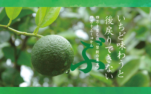 久保田食品 四万十ぶしゅかんアイスキャンデー 10本 入り 冷菓 菓子 冷凍 冷凍便 アイス アイスキャンデー スイーツ おやつ おいしい フルーツ 柑橘 果汁 四万十市産 ぶしゅかん 人気 おすすめ グルメ ご当地 お取り寄せ ギフト 夏ギフト お中元 お歳暮 贈答 25-443