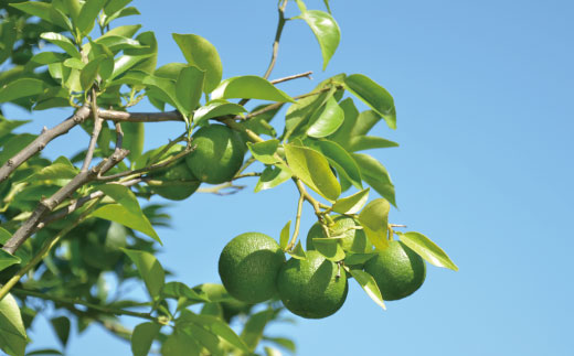 久保田食品 四万十ぶしゅかんアイスキャンデー 10本 入り 冷菓 菓子 冷凍 冷凍便 アイス アイスキャンデー スイーツ おやつ おいしい フルーツ 柑橘 果汁 四万十市産 ぶしゅかん 人気 おすすめ グルメ ご当地 お取り寄せ ギフト 夏ギフト お中元 お歳暮 贈答 25-443