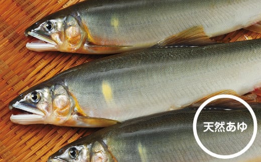 R5-357．旨みたっぷり・骨までやわらか！四万十川天然鮎のコンフィ缶【2缶セット】