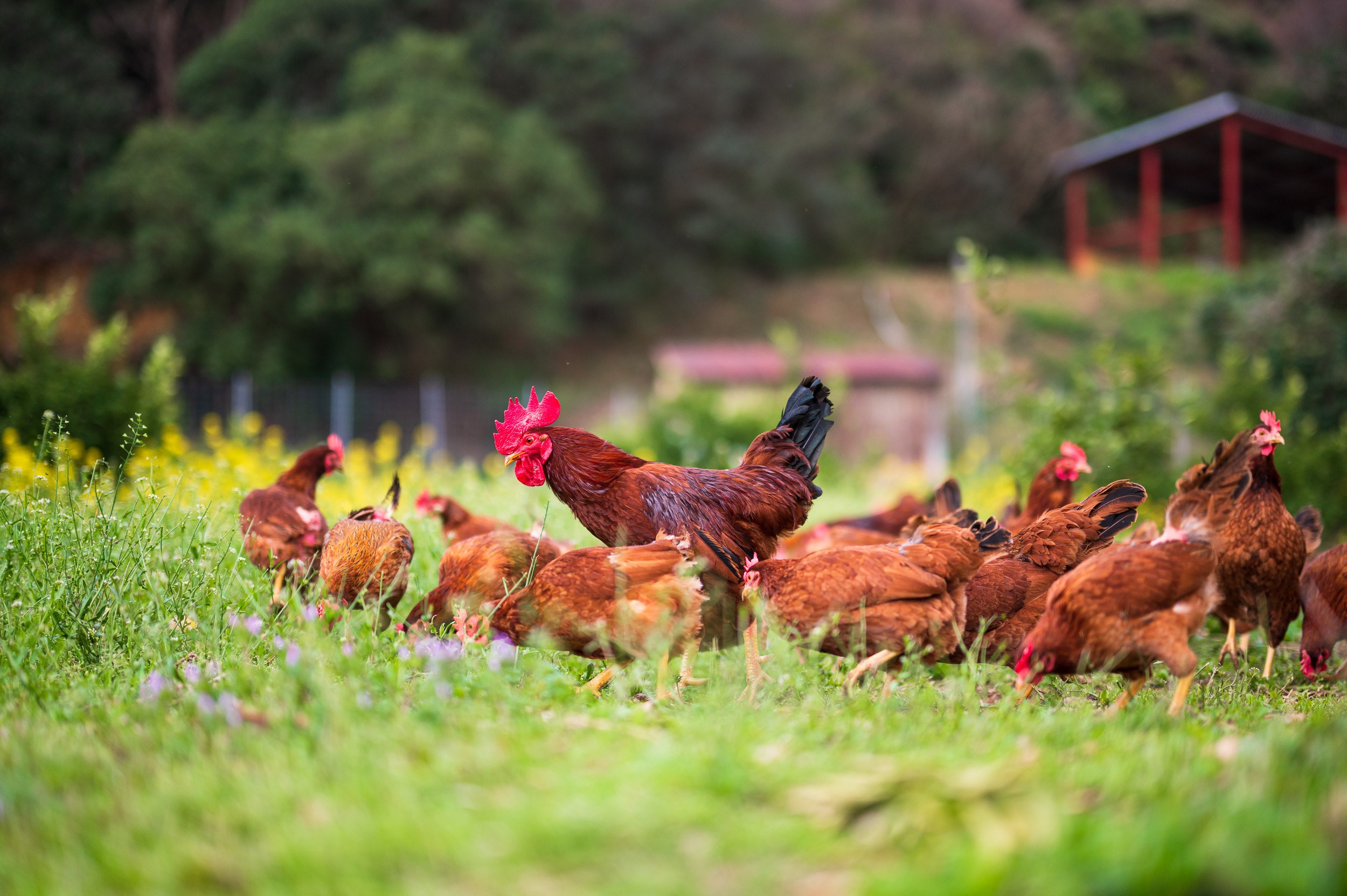 【定期便6回】濃厚でコクのある味わい！のびのび育った土佐ジローの自然卵40個（10個入り×4パック）【合計240個】卵 玉子 たまご 鶏卵 土佐ジロー 自然卵 新鮮 旨味 濃厚 コク 自慢 こだわり卵 高知 高知県 四万十市 26-1016