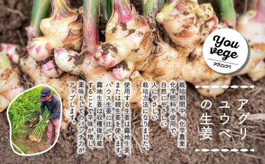 生姜好きさんにオススメ！ 濃厚 しょうがシロップ 2本セット【超辛口】国産 生姜シロップ 自家製 生姜 しょうが ショウガ ジンジャー シロップ アレンジ ドリンク 料理 調味料 高知 四万十 四万十市 しまんと 産地直送 25-758