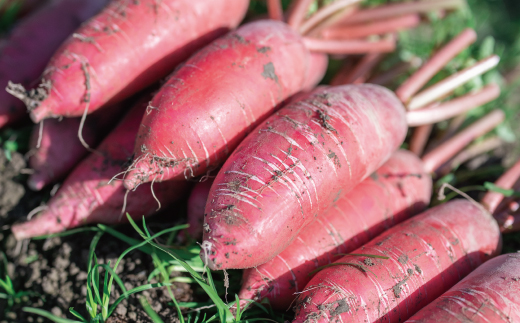【 2回定期便 早期受付 数量限定 】アグリユウベの冬野菜セット (小) とれたて 新鮮 農家直送 国産 野菜 野菜便 やさい 野菜 冬野菜 産地直送 国産 旬 高知県 四万十市 四万十 しまんと 定期便 【配送月：2027年1月・2月】26-398