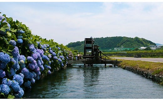 26-956．四万十市おもてなしタクシー①「四万十川満喫コース」2時間