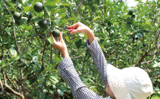 久保田食品 四万十ぶしゅかんアイスキャンデー 20本 入り 冷菓 菓子 冷凍 冷凍便 アイス アイスキャンデー スイーツ おやつ おいしい フルーツ 柑橘 果汁 四万十市産 ぶしゅかん 人気 おすすめ グルメ ご当地 お取り寄せ ギフト 夏ギフト お中元 お歳暮 贈答 25-444