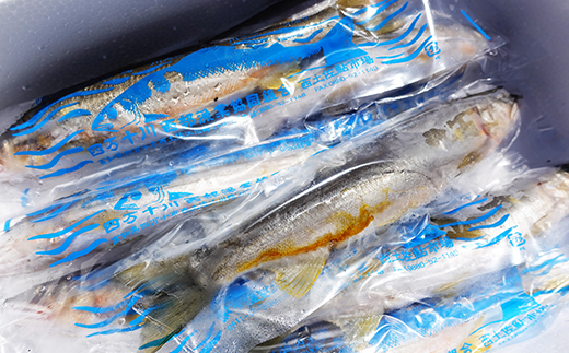 R5-775．四万十川の天然鮎(小)500ｇ(約6～9匹)