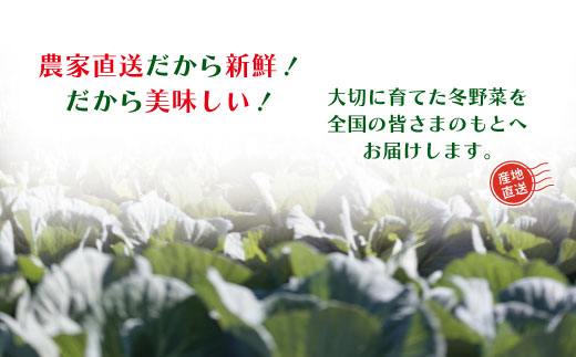 【 2回定期便 早期受付 数量限定 】アグリユウベの冬野菜セット (小) とれたて 新鮮 農家直送 国産 野菜 野菜便 やさい 野菜 冬野菜 産地直送 国産 旬 高知県 四万十市 四万十 しまんと 定期便 【配送月：2027年1月・2月】26-398
