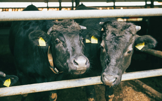 R5-530．幻のメス牛　四万十牛こじゃんと贅沢な切り落とし（焼肉用・400ｇ）