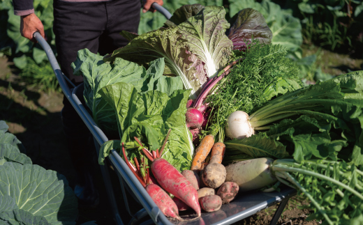 【 2回定期便 早期受付 数量限定 】アグリユウベの冬野菜セット (小) とれたて 新鮮 農家直送 国産 野菜 野菜便 やさい 野菜 冬野菜 産地直送 国産 旬 高知県 四万十市 四万十 しまんと 定期便 【配送月：2027年1月・2月】26-398