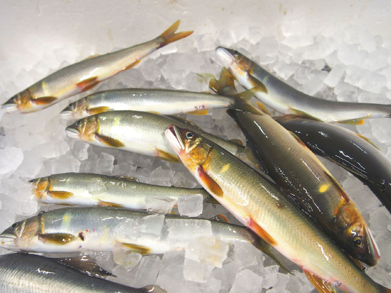 R5-775．四万十川の天然鮎(小)500ｇ(約6～9匹)