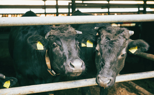 R5-016．四万十牛100％！四万十牛コロッケ 15個入り（5個×3パック）