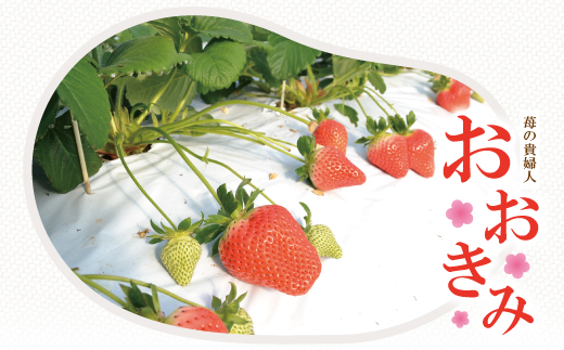 ã æ©æåä» æ°ééå® ã èº ã®è²Žå©Šäºº ãããã¿ ã¬ã®ã¥ã©ãŒ 4ãã㯠ãã«ãŒã æç© ãã¡ã ã¹ããããªãŒ é«çŽ äººæ° å€§ç² ãã¬ãã¢ã éå®å é«ç¥ç é«ç¥ åäžååž åäžå ããŸããš ãåãå¯ã ã2026幎2æããé æ¬¡çºéäºå®ã25-773