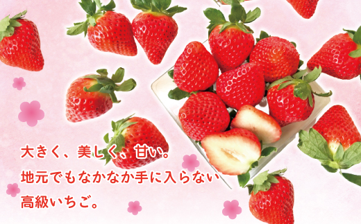 24-773．【早期受付・数量限定】苺の貴婦人おおきみ(レギュラー)4パック【2025年2月より順次発送予定】