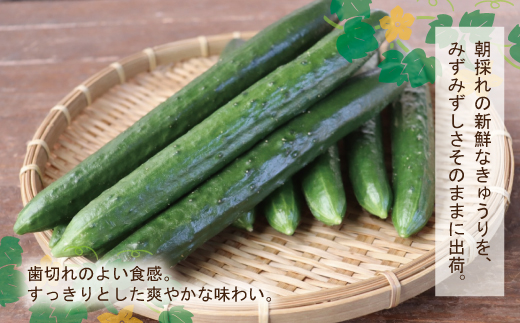 四万十市産 きゅうり 2kg 朝採れ 新鮮 野菜 やさい 高知県産 国産 胡瓜 キュウリ みずみずしい 産地直送 お取り寄せ 旬 ハウス栽培 農家直送 高知県 高知 四万十市 四万十 しまんと【発送時期：11月中旬～4月下旬】26-0030