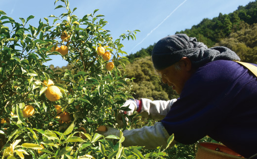 R5-918．【早期受付・期間限定】栽培期間中農薬・化学肥料不使用！四万十の柚子 約1.5～2kg（8～15個）【発送時期：2024年11月初旬～下旬まで】