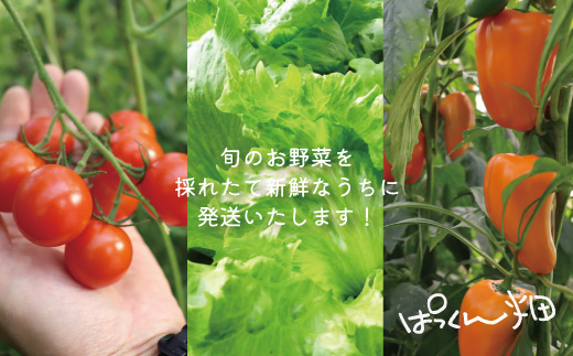 【 早期受付 4回定期便 】 とれたて 新鮮 ！ぱっくん畑のおくりもの 農家直送 秋・冬 野菜セット 約5種類 国産 野菜 やさい ベジタブル 先行 予約 高知県 高知 しまんと 四万十市 野菜便 限定 お取り寄せ 秋野菜 冬野菜 【2026年11月～2027年2月まで毎月1回配送】26-055