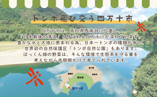 24-813．【早期受付】【8回定期便】とれたて新鮮！ぱっくん畑のおくりもの～農家直送！旬な野菜セット（約5種類）～【2025年5月～8月、11月～2026年2月に月1回発送】