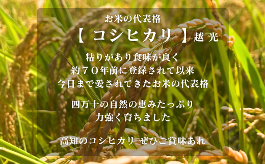 【令和7年産】四万十市産 コシヒカリ 玄米 5kg 栽培期間中農薬・ 化学肥料・除草剤不使用 国産 こしひかり 2025年産 米 こめ コメ ご飯 高知 四万十 しまんと 農家直送 蕨岡の百姓 福留壯 オーガニック 25-0015