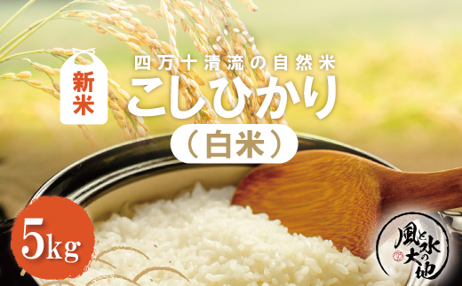 24-849．【令和6年産新米・早期受付】四万十清流の自然米　白米5kg(コシヒカリ)【2024年9月より順次配送】