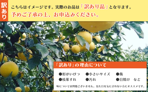 24-724．【訳あり】【早期受付・期間限定・数量限定】＼旬の味覚／甘味と酸味がまろやかに溶け合う！四万十市産・土佐文旦10kg（家庭用）【配送時期：2025年2月～3月中旬】