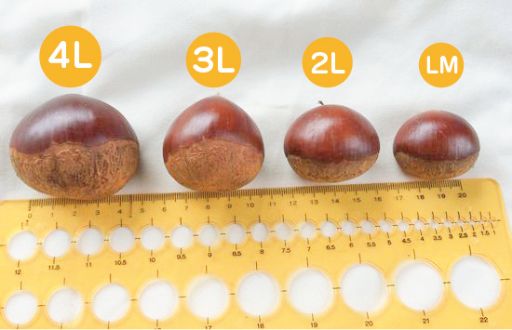 24-577．【期間限定・数量限定】新栗！贅沢四万十栗（2Lサイズ/生栗）約1.5kg【2024年10月上旬～下旬発送】