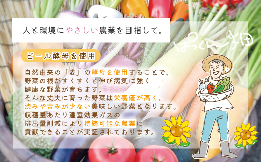 【 早期受付 4回定期便 】 とれたて 新鮮 ！ぱっくん畑のおくりもの 農家直送 秋・冬 野菜セット 約5種類 国産 野菜 やさい ベジタブル 先行 予約 高知県 高知 しまんと 四万十市 野菜便 限定 お取り寄せ 秋野菜 冬野菜 【2026年11月～2027年2月まで毎月1回配送】26-055