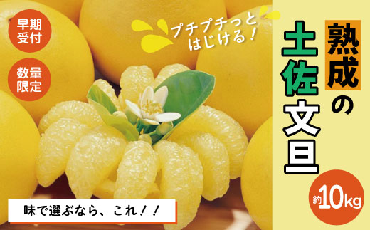 【早期受付・数量限定】熟成の土佐文旦10kg 家庭用 予約 先行 先行受付 早期 早期受付 数量限定 2026年配送 家庭用 10kg 大人気 リピーター 限定 国産 フルーツ 果物 旬 文旦 ぶんたん ブンタン 土佐文旦 柑橘 柑橘類 オススメ 四万十市 四万十 しまんと 高知県 高知 南国 土佐 四国 産地直送 農家直送 お取り寄せ 送料無料 【2026年2月下旬より発送】R7-552