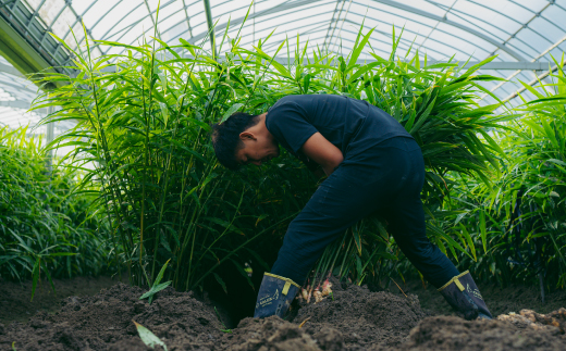 ã å±±ïšçå§èŸ²å ã çå§èŸ²å®¶ ãäœã£ã çå§ã¹ãã€ã¹ 4æ¬ ã»ãã ïŒ çå§å¡©ã»çŽ
çå§å¡©ã»ã«ãã«ãçŽ
çå§å¡©ã»çå§ããŠããŒïŒ ç²æ« ããŠããŒ èª¿å³æ ã¹ãã€ã¹ å¡© ãã çå§ ãããã ã·ã§ãŠã¬ ãžã³ãžã£ãŒ ã«ãã«ã ãã³ã㯠é«ç¥ç é«ç¥ åäžååž åäžå ããŸããš 25-328