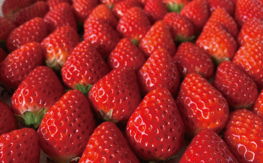 æ°ééå® æééå® ã€ã㎠ãã£ã·ãïŒã€ããŽã® ã¬ã¢ããŒãº ã¿ã«ã åœç£ å·å ãã«ãŒã æç© ãã¡ã èº ã¹ããããªãŒ ã¬ã¢ããŒãºã±ãŒã ããŒãºã±ãŒã ã±ãŒã çŒèå æŽèå èå ãã¶ãŒã ã¹ã€ãŒã é«ç¥ ååœ åäžå ããŸããš éå®ã2026幎1æäžæ¬ïœ4æäžæ¬é
éã25-504