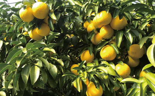 小夏 約 5kg 18～30個 高知県産 四万十市産 贈答用 ギフト 【 早期受付 数量限定 】先行 予約 ハウス栽培 こなつ コナツ 柑橘 フルーツ 果物 高知県 高知 四万十市 四万十 しまんと お取り寄せ 【 2026年5月下旬～6月下旬発送】25-1063