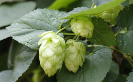 SHIMANTO Brewing ãªãªãžãã« ã¯ã©ããããŒã« 3çš® é£²ã¿æ¯ã¹ ã»ãã ç¶ 3æ¬ å 330ml åèš 990ml ãé
éžé æ çŽé å°ããŒã« ããŒã« ç¶ããŒã« ç¶ã®æ¥ æ¯ã®æ¥ èªçæ¥ ã®ãã ãäžå
ãæ³æ® èŽç é«ç¥ åäžå ããŸããš 26-0034