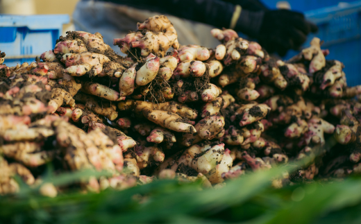 ã å±±ïšçå§èŸ²å ã çå§èŸ²å®¶ ãäœã£ã çå§ã¹ãã€ã¹ 4æ¬ ã»ãã ïŒ çå§å¡©ã»çŽ
çå§å¡©ã»ã«ãã«ãçŽ
çå§å¡©ã»çå§ããŠããŒïŒ ç²æ« ããŠããŒ èª¿å³æ ã¹ãã€ã¹ å¡© ãã çå§ ãããã ã·ã§ãŠã¬ ãžã³ãžã£ãŒ ã«ãã«ã ãã³ã㯠é«ç¥ç é«ç¥ åäžååž åäžå ããŸããš 25-328