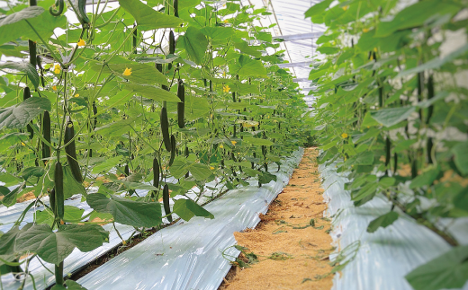 24-800．【早期受付】とれたて新鮮！ぱっくん畑のおくりもの～農家直送！春・夏野菜セット（約5種類）～【2025年5月～8月の間に1回配送】