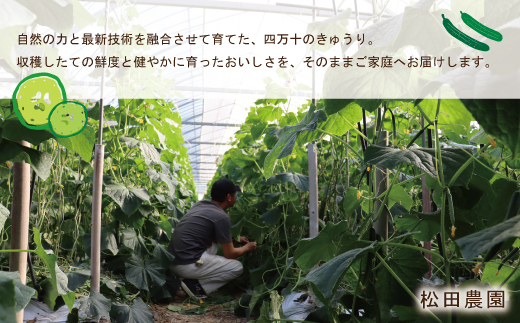 四万十市産 きゅうり 10kg 朝採れ 新鮮 野菜 やさい 高知県産 国産 胡瓜 キュウリ みずみずしい 産地直送 お取り寄せ 旬 ハウス栽培 農家直送 高知県 高知 四万十市 四万十 しまんと【発送時期：11月中旬～4月下旬】26-0032