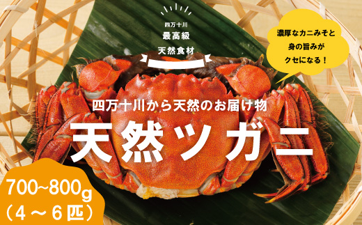 24-030．最高級天然食材！四万十川の天然ツガニ 約700g～800g（4～6匹）