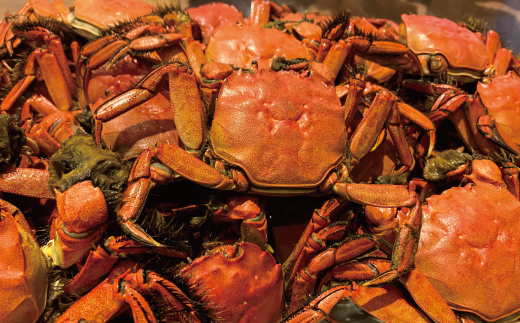 【 訳あり 数量限定 】 天然 ツガニ 約 1kg （8～12匹） 訳アリ 訳あり品 濃厚 うまみ 魚介 蟹 かに カニ つがに モクズガニ もくずがに 人気 リピーター お取り寄せ だし 味噌汁 炊き込みごはん 四万十川 グルメ 高知県 高知 四万十市 四万十 しまんと 24-030W